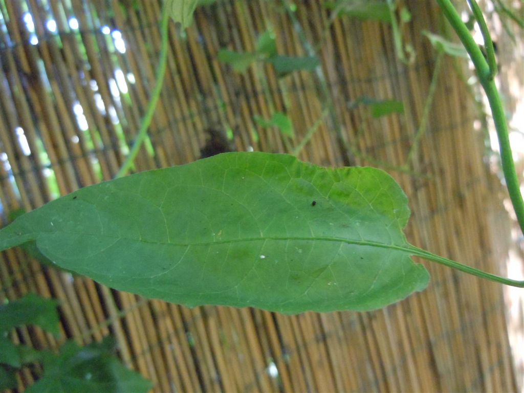 Solanum dulcamara